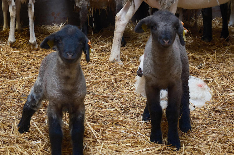 Merinos Koyunu'na rakip olan 'Bandırma Koyunu' tescile hazırlanıyor!-Bursa Hayat Gazetesi-3