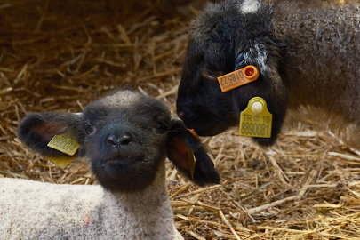 Merinos Koyunu'na rakip olan 'Bandırma Koyunu' tescile hazırlanıyor!