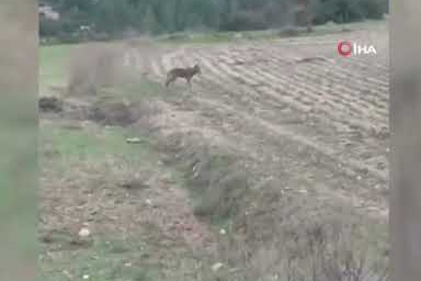 Çiftçi kurtla karşılaşınca bakın ne yaptı?