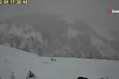 Trabzon’da yayla evlerine dev ayı dadandı