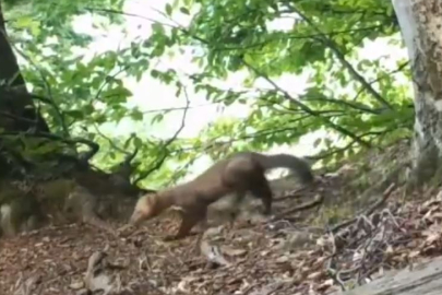 Uludağ’ın hızlı sakini fotokapandan kaçamadı!