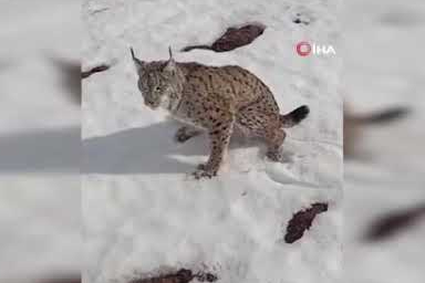 Tır sürücüsünden örnek davranış!