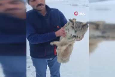 Yaralı puhu kuduz çıktı!