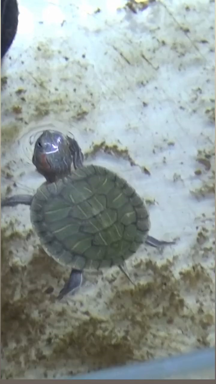 Bursa’da yasadışı kaplumbağa satışı: Kırmızı yanaklılar koruma altına alındı!-Bursa Hayat-2