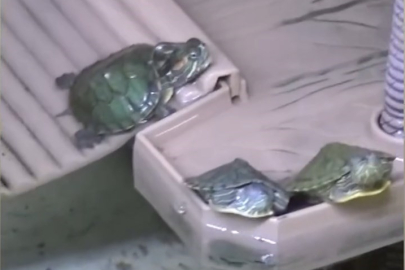 Bursa’da yasadışı kaplumbağa satışı: Kırmızı yanaklılar koruma altına alındı!