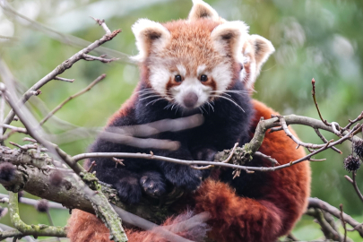Bursa Hayvanat Bahçesi'nin minik pandaları büyüyor