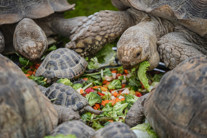 Bursa Hayvanat Bahçesi’nde kış mesaisi!
