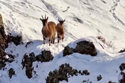 Dağların zirvesinden görsel şölen: Bakanlık yaban keçisi ailesini paylaştı