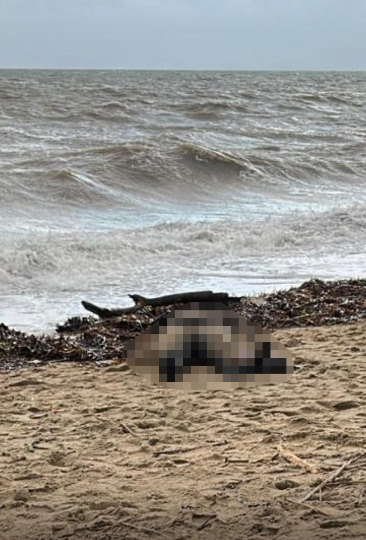 Sarımsaklı sahiline vuran kadın cesedi ürküttü!-Bursa Hayat-2