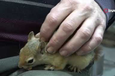 Ormanda bulduğu sincap en yakın dostu oldu
