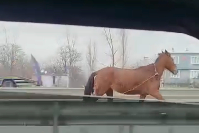 Bursa’da başıboş at trafikte paniğe neden oldu!