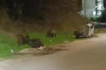 Bursa’da gece panik yaratan domuz sürüsü!