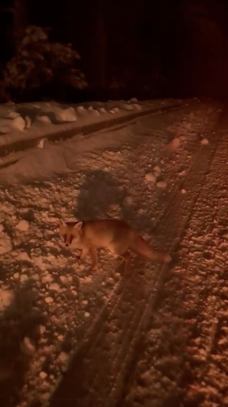 Orman misafiri Uludağ yolunda: Tilki sürücülere sürpriz yaptı!-Bursa Hayat-2