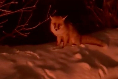 Orman misafiri Uludağ yolunda: Tilki sürücülere sürpriz yaptı!