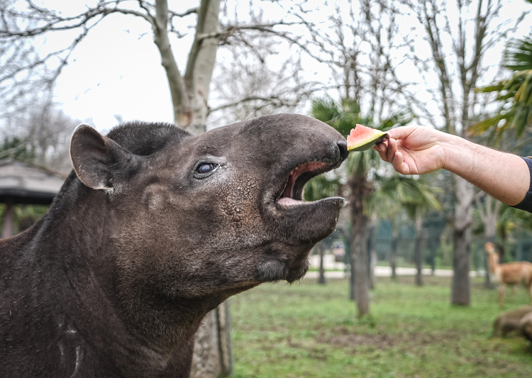 Güney Amerika’nın sevimli sakinlerine Bursa’da Özel bakım -Bursa Hayat-2