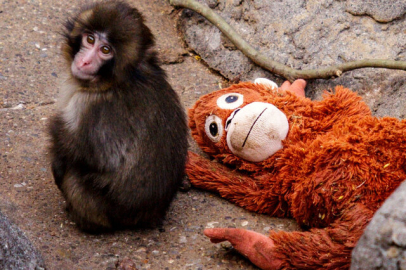 Dünya bu görüntüleri konuşuyor! Punch’ın hikayesi yürek burktu