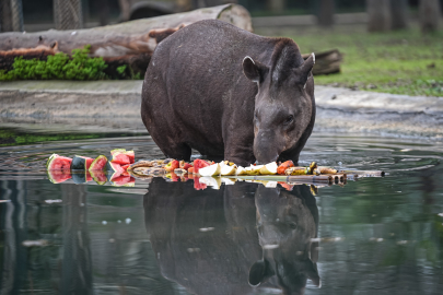 Güney Amerika’nın sevimli sakinlerine Bursa’da özel bakım