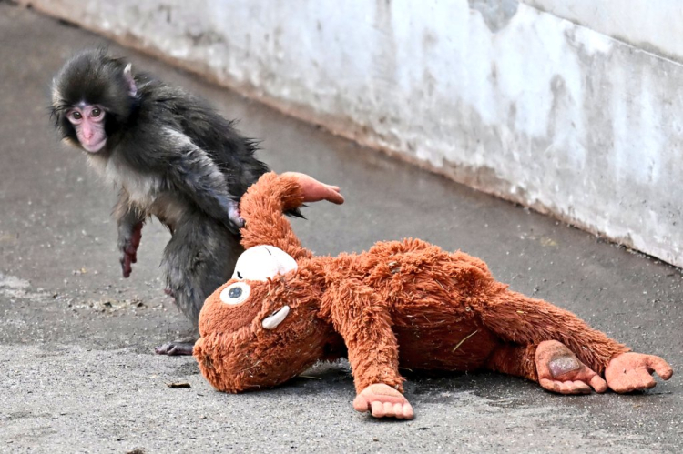 Dünya bu görüntüleri konuşuyor! Punch’ın hikayesi yürek burktu -Bursa Hayat-2