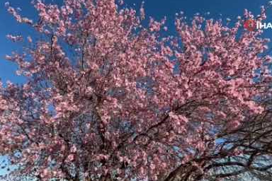 Badem ağaçları erken çiçek açtı