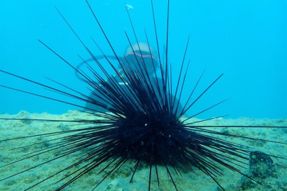 Marmara’da denizkestanesi avcılığı tartışma yarattı
