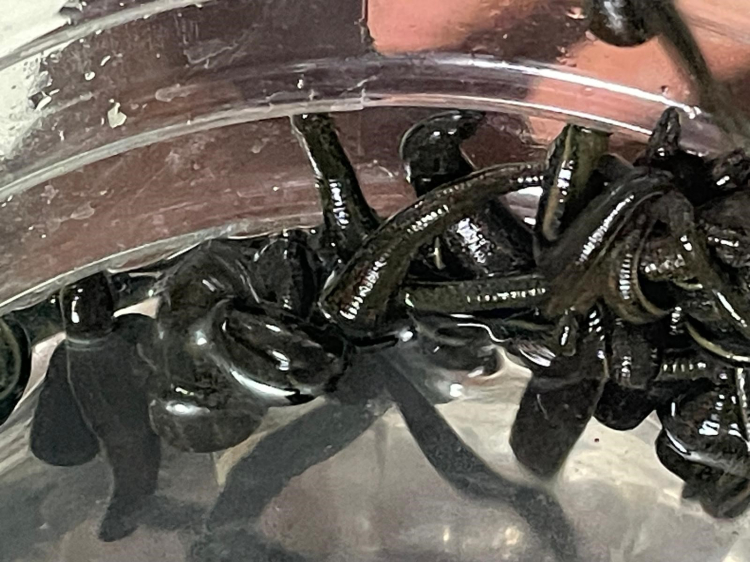 Varis hastalarının gözdesi! Bursa’da üretiliyor, dünyaya yayılıyor -Bursa Hayat-2