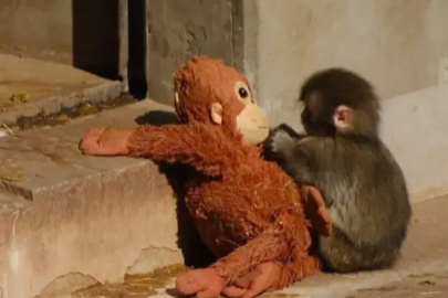 Punch’ın turuncu peluşu sosyal medyanın gözdesi oldu!