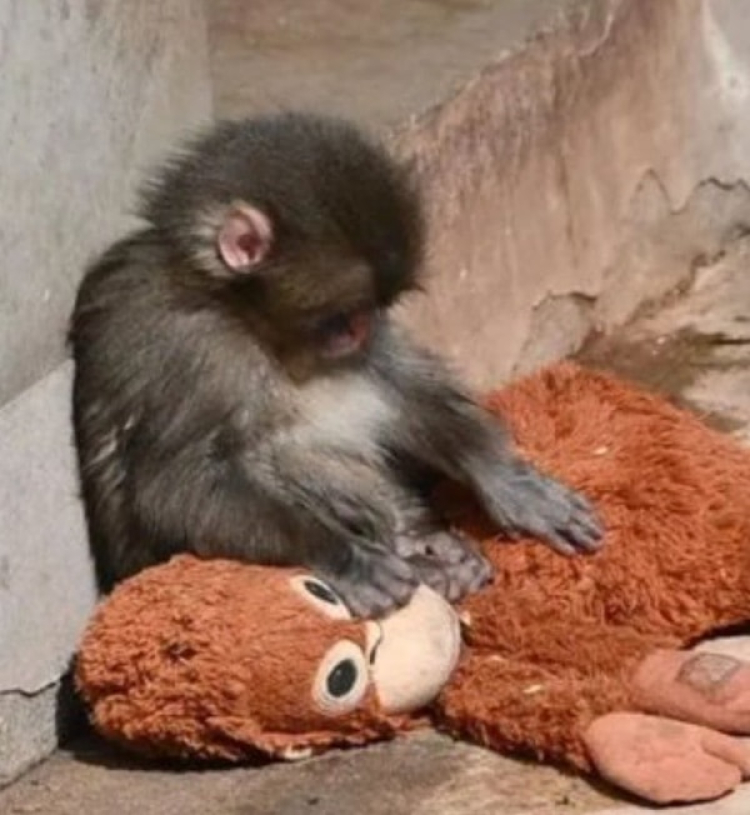 Punch’ın turuncu peluşu sosyal medyanın gözdesi oldu!-Bursa Hayat-3