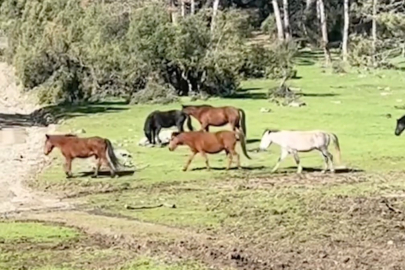 Bursa Ömeraltı Yaylası’nda yılkı atları sürü halinde görüntülendi