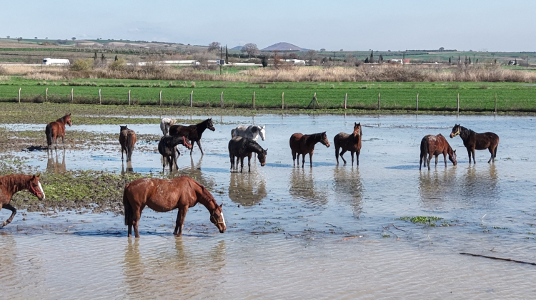 Bursa Karacabey’de yarış atları sular içinde: Damızlık atların çoğu gebe!-Bursa Hayat-2