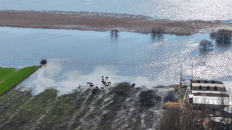 Bursa Karacabey’de yarış atları sular içinde: Damızlık atların çoğu gebe!-Bursa Hayat-4
