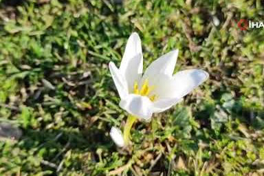 Bitlis yaylalarında bahar renkleri! Kardelen ve çiğdemler açtı
