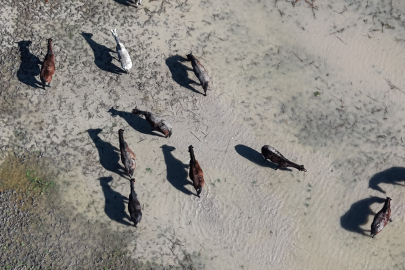 Bursa Karacabey’de yarış atları sular içinde: Damızlık atların çoğu gebe!