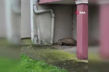 Trabzon’da bahçeye giren porsuk görenleri şaşırttı