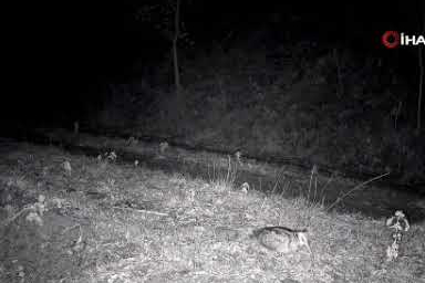 Ganos Dağları’nda sürpriz misafir! Su samuru görüntülendi