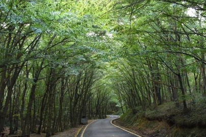 Bursa dahil 21 il, orman sınırları kararıyla gündemde!