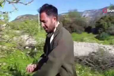 Palamutbükü’nde çağla badem sezonu açıldı