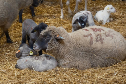 Küçükbaş hayvancılıkta yeni dönem: Suni tohumlama uygulaması başlıyor