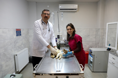 Bursa’da yaralı kedi ‘Nefes’ için büyük seferberlik