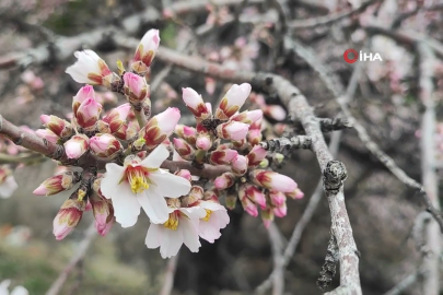 Bahar öncesi sürpriz: Meyve ağaçları çiçek açtı!