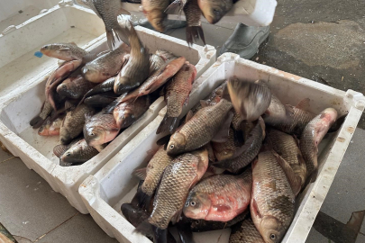 Bursa’da İsrail sazanı ekonomiye can veriyor!