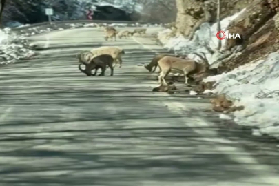 Sürü halindeki dağ keçileri!