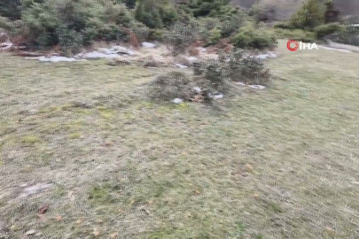 Baharın habercisi çiğdem kar altında!