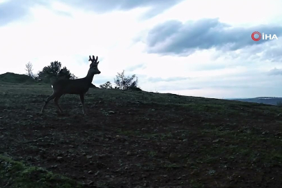 Fotokapan Ganos Dağları’nın yabanını yakaladı!