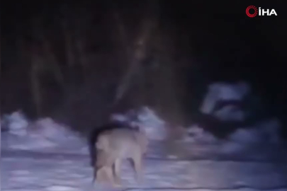 Kış şartları kurtları yerleşime sürükledi!