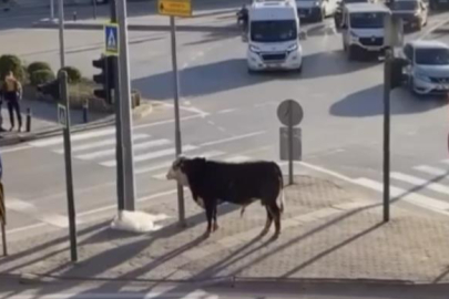 Bursa’da kaçan boğa sürücülere zor anlar yaşattı