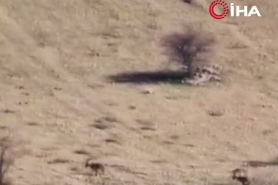 Kaçak avcılara 940 bin lira ceza: Çermik’te dağ keçileri doğal yaşamda!