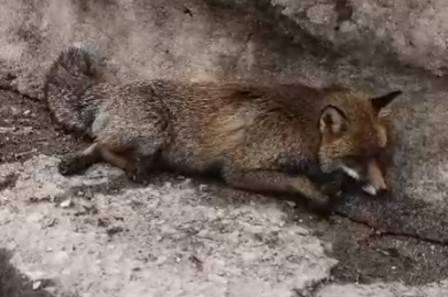 Uludağ yolunda vicdansızlık: Tilkiye çarpıp kaçtı!