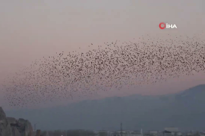 Van Kalesi üzerinde sığırcık kuşlarının muhteşem dansı!