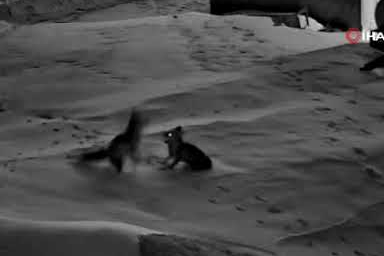 Köye inen tilkiler birbirine girdi, o anlar kameraya yansıdı