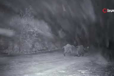 Ganos Dağları’nda ilginç anlar! Domuz kavgası kamerada